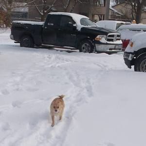 Meet your Posher, Betty